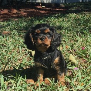 Meet your Posher, Brittany